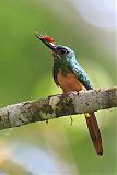 Great Jacamar